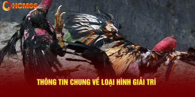 Các loại hình cá cược tại đá gà Thomo