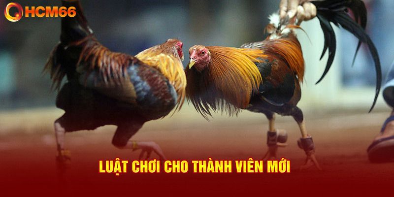 Luật chơi đá gà Thomo cho người mới