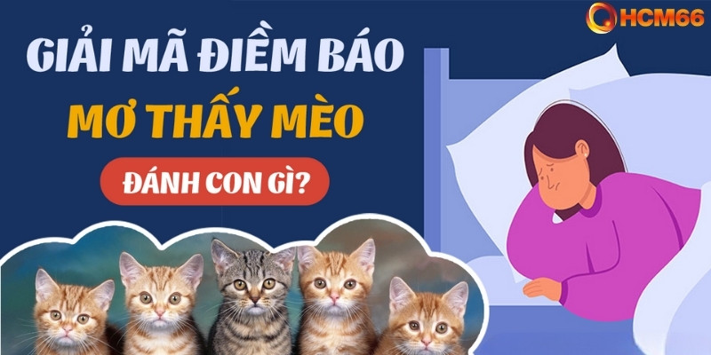 Giải mã giấc mơ thấy mèo đánh gì?