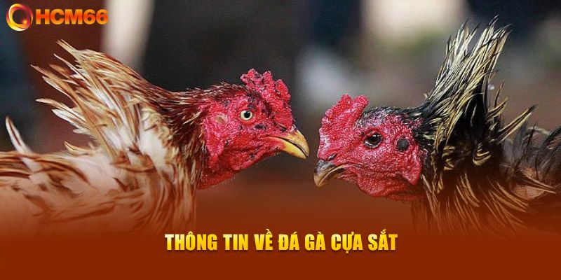 Giới thiệu loại hình đá gà cựa sắt